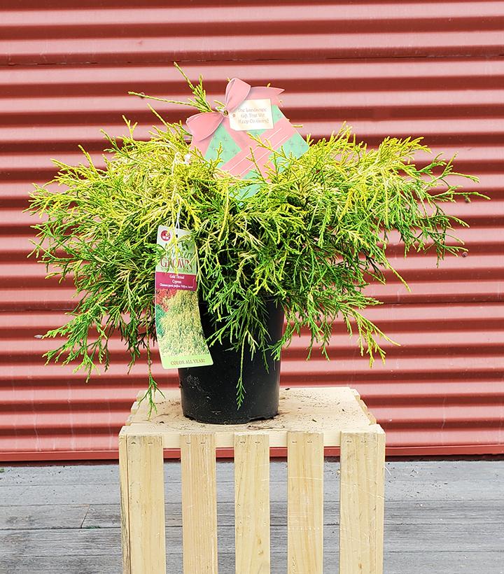 Chamaecyparis pisifera Filifera Aurea #1