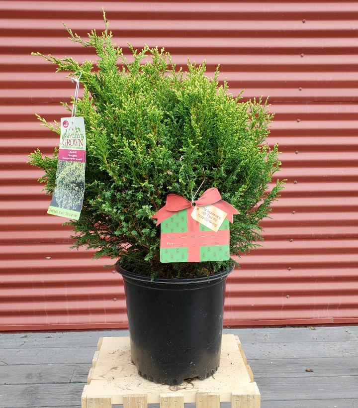 Chamaecyparis pisifera Cream Ball #2