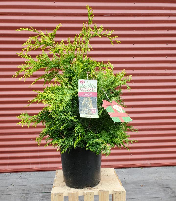 Chamaecyparis obtusa Crippsii #2