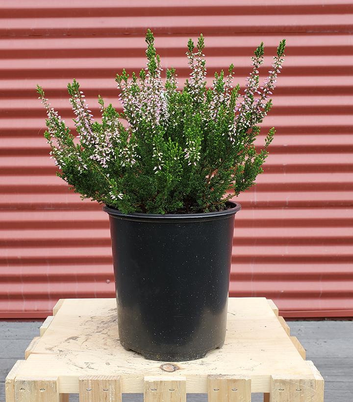 Calluna vulgaris Beauty Ladies® Magda #1
