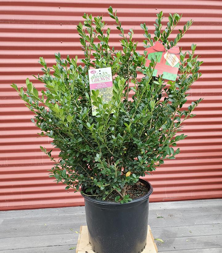 Ilex crenata Winterscape Chilly Willy #3