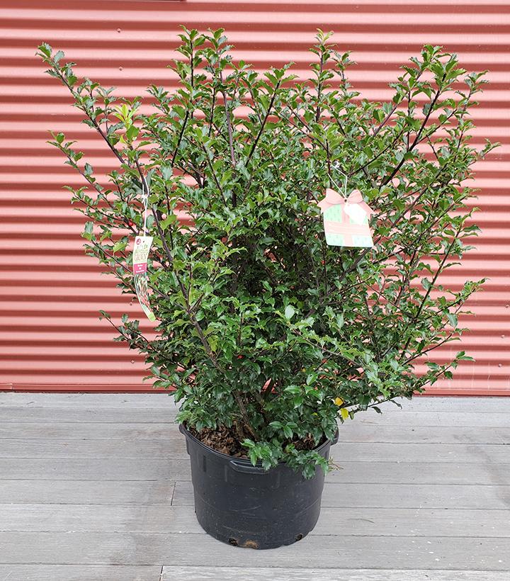 Ilex X meserveae Blue Princess #10
