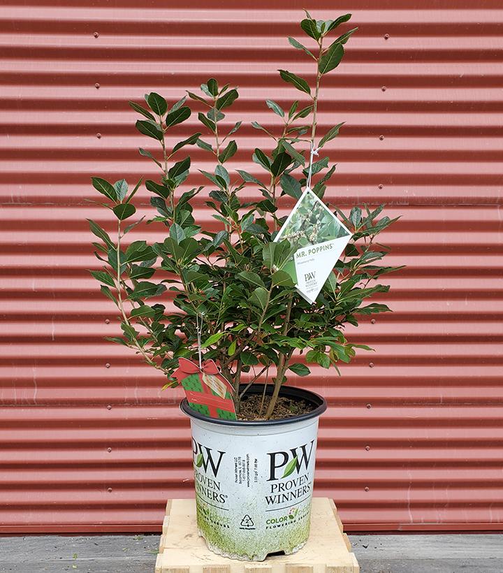 Ilex verticillata Mr. Poppins® #2