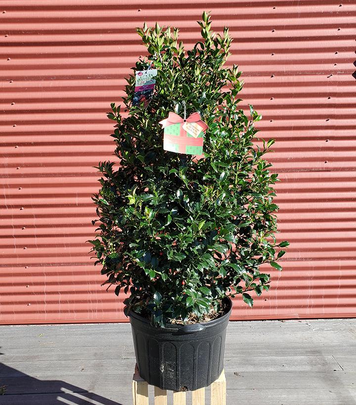 Ilex X meserveae Blue Maid #5