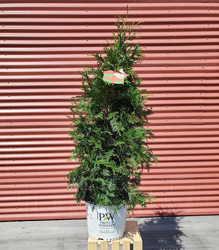 Thuja plicata Spring Grove® #3