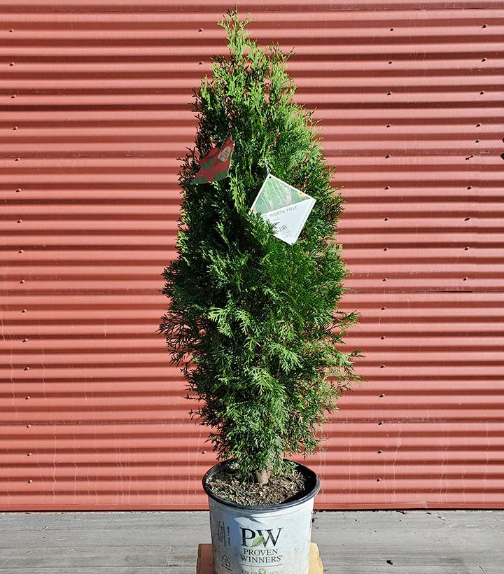 Thuja occidentalis North Pole® #3