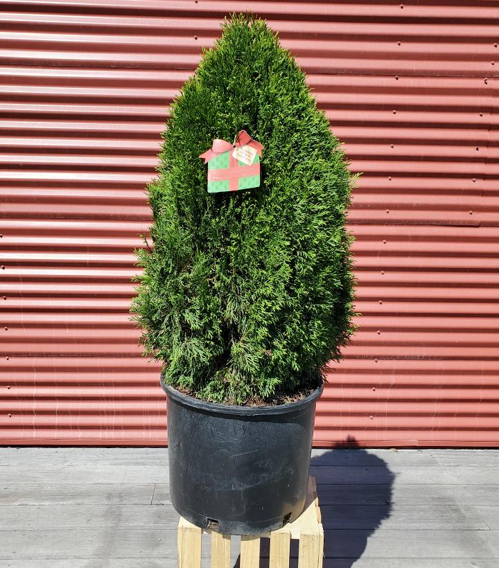Thuja occidentalis Emerald Petite™ #7
