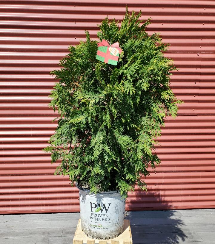 Thuja occidentalis Cheer Drops™ #5