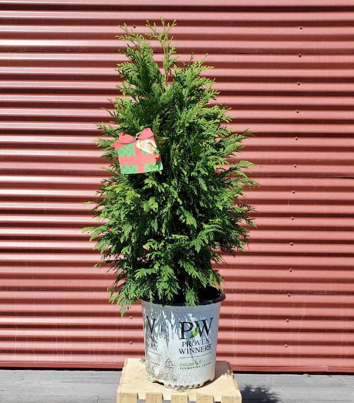 Thuja occidentalis Cheer Drops™ #2