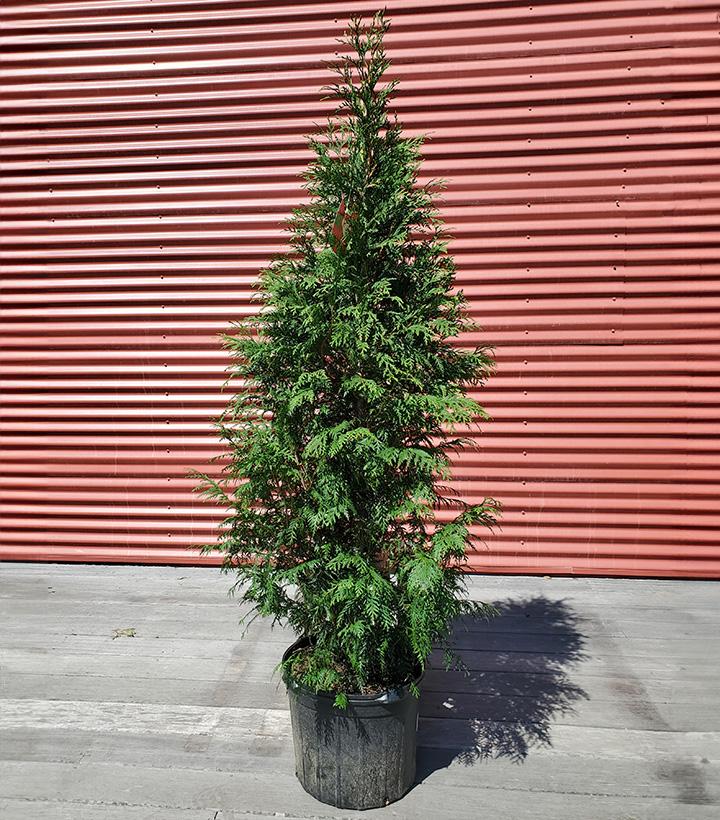 Thuja occidentalis Full Speed A Hedge® American Pillar #7