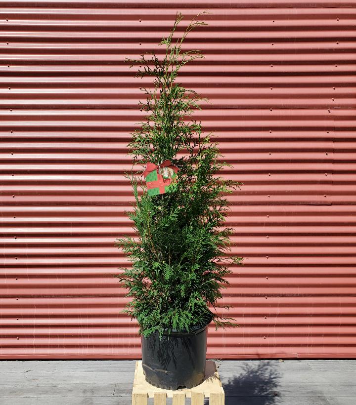 Thuja occidentalis Full Speed A Hedge® American Pillar #3