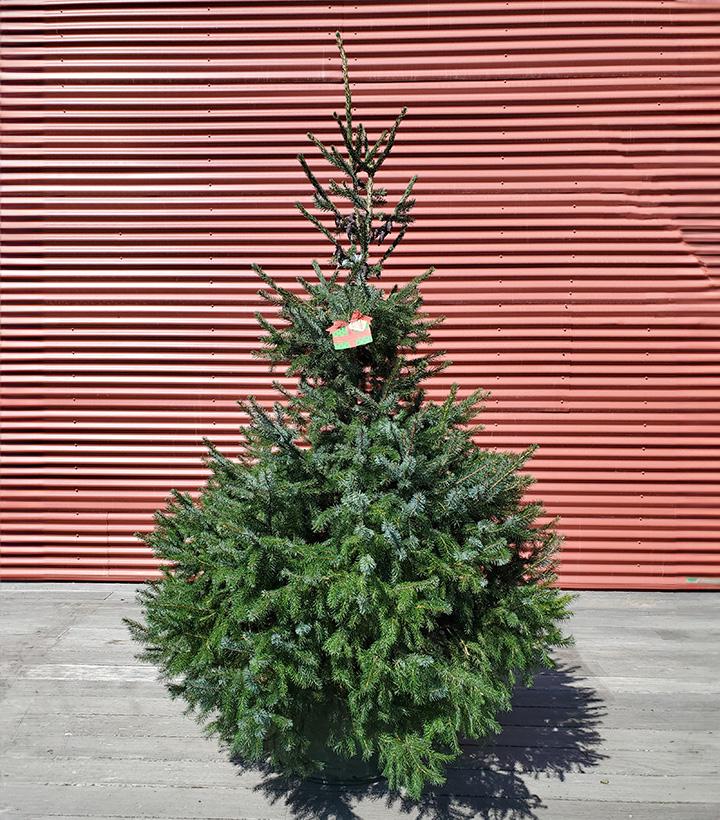 Picea omorika #15GB