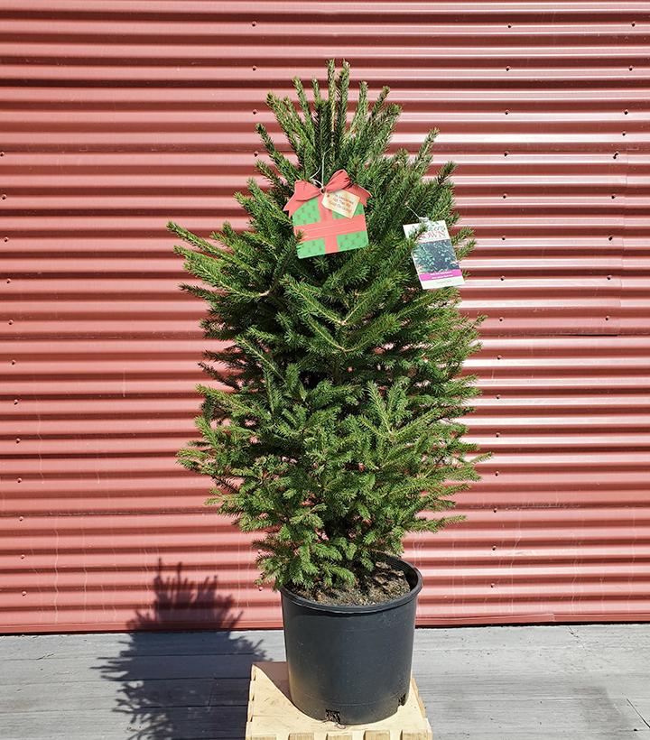 Picea glauca North Pole #3