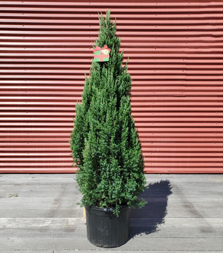 Juniperus chinensis Blue Point #7