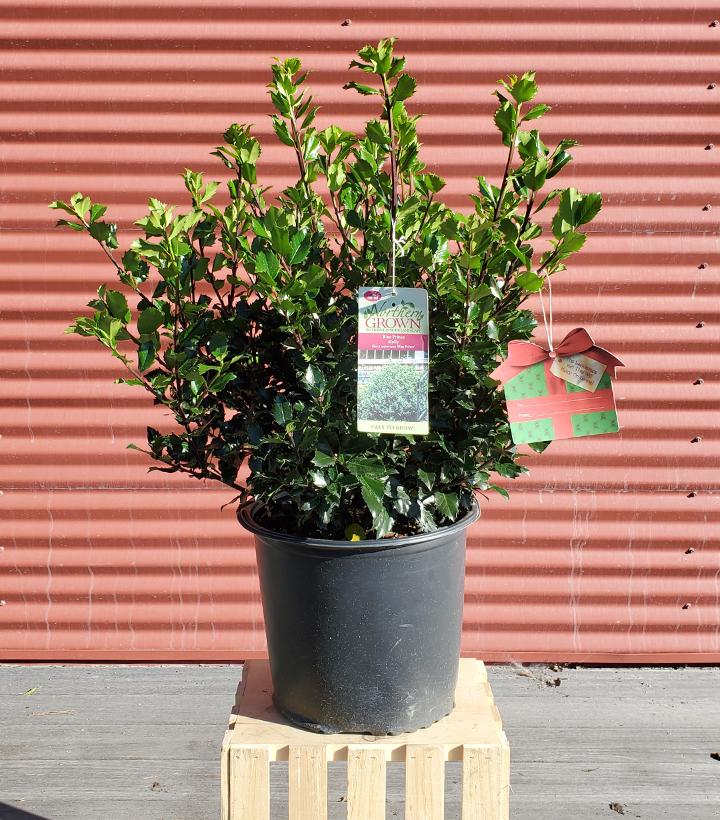 Ilex X meserveae Blue Prince #3