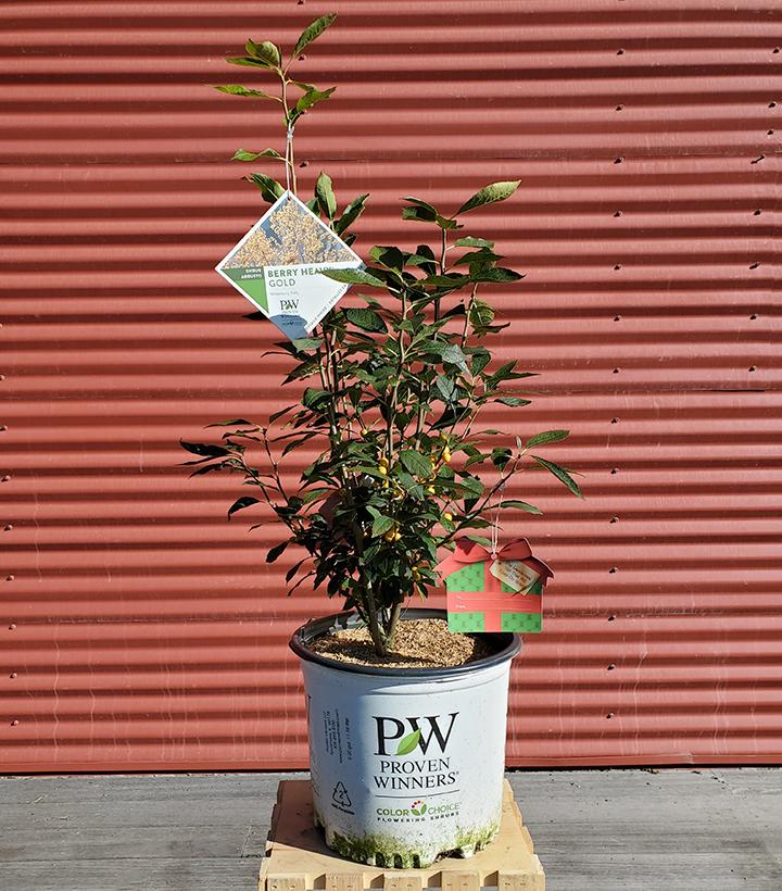 Ilex verticillata Berry Heavy® Gold #3
