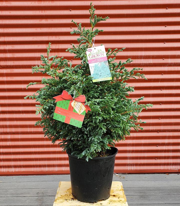 Chamaecyparis pisifera boulevard #2