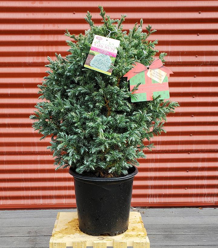 Chamaecyparis pisifera true blue #2