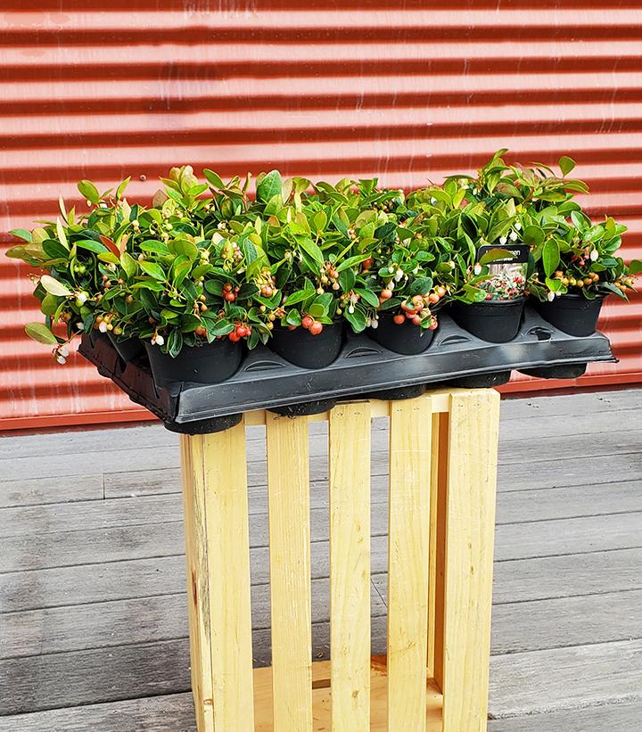 Gaultheria procumbens 15/TRAY