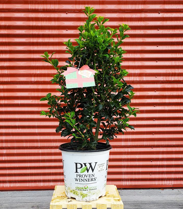 Ilex meserveae castle spire® #2