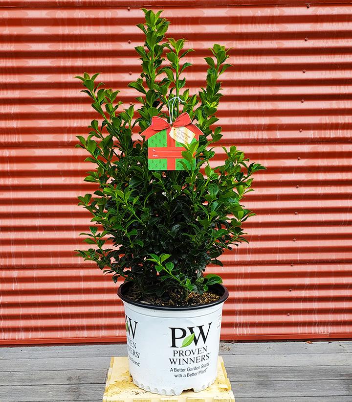 Ilex meserveae castle spire® #3