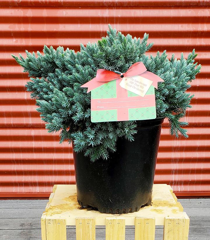 Juniperus blue star #2