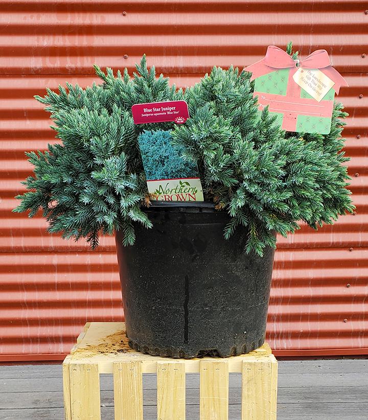 Juniperus blue star #3