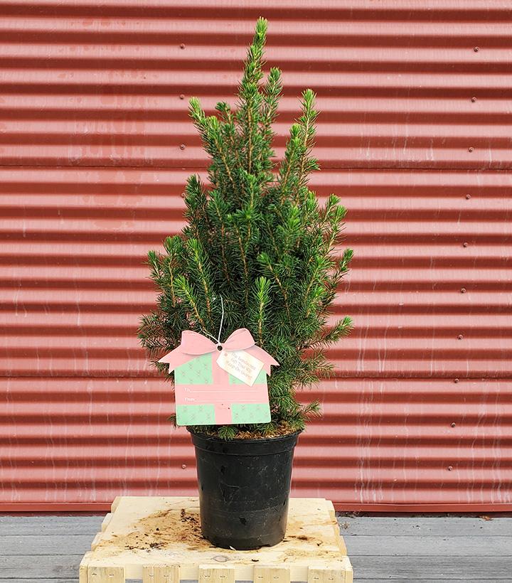Picea glauca 'Conica' #1