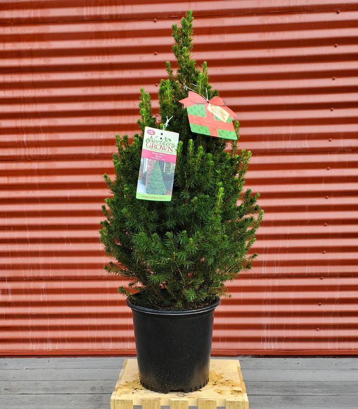Picea glauca 'Conica' #2