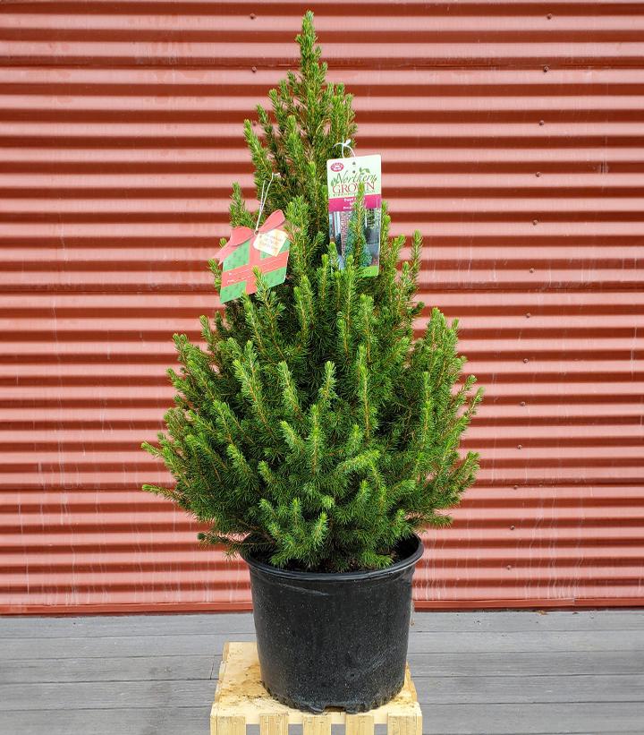 Picea glauca 'Conica' #3