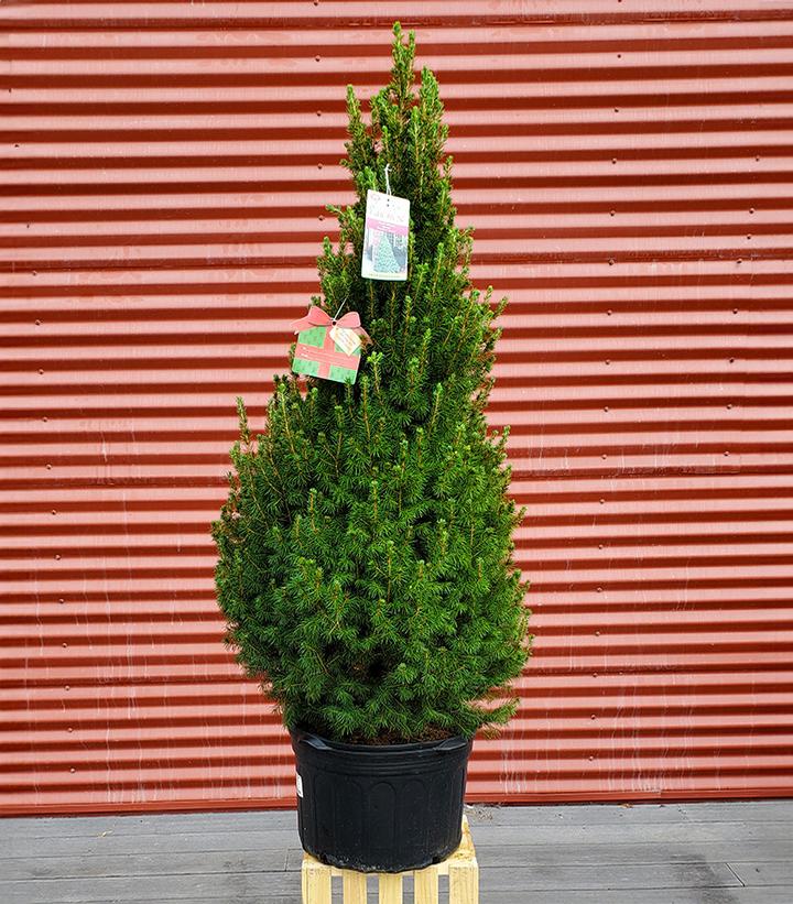 Picea glauca 'Conica' #5
