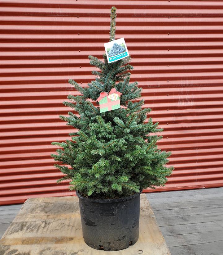 Picea pungens baby blue #7