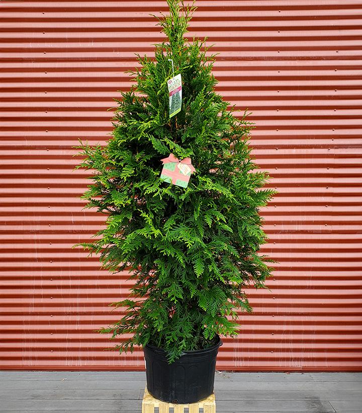 Thuja 'Green giant' #5