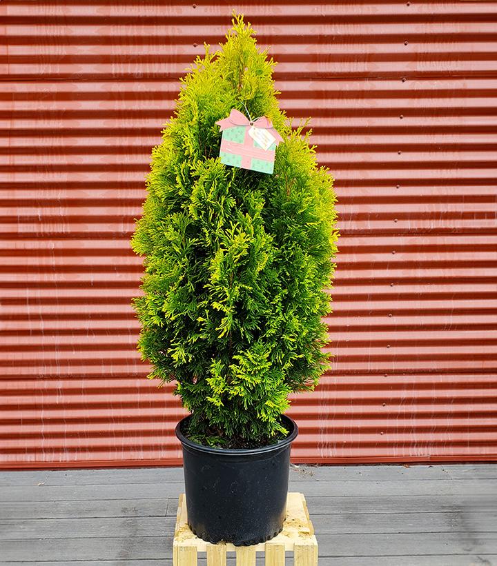 Thuja occidentalis amber gold #3