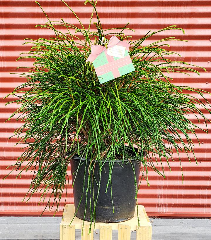 Thuja plicata whipcord #3