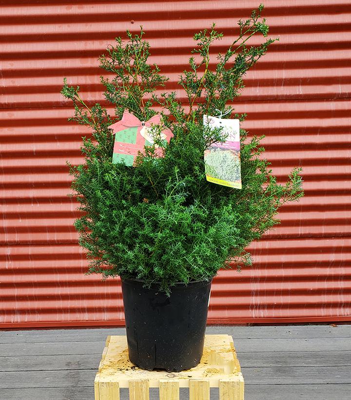 Chamaecyparis obtusa 'Blue feathers' #2