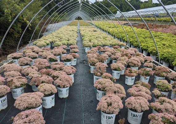 PW plants