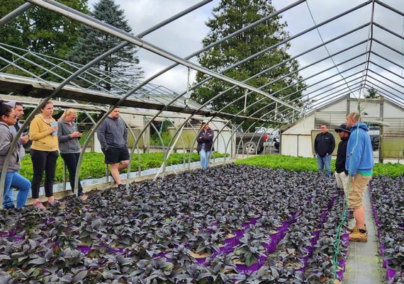 Learning about hydrangea eclipse