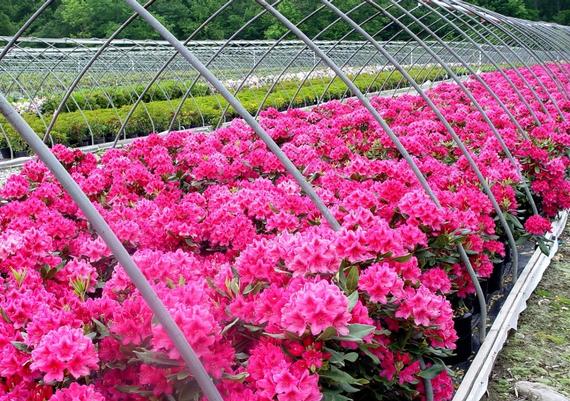 Rhododendron Nova Zembla