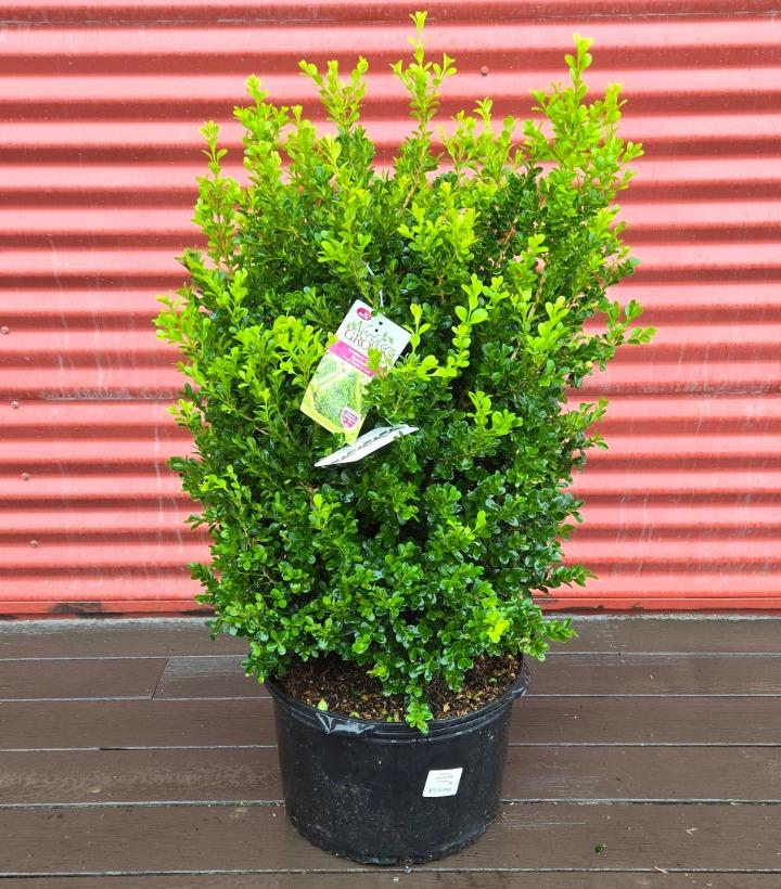 Buxus 'Cranberry Creek' #5