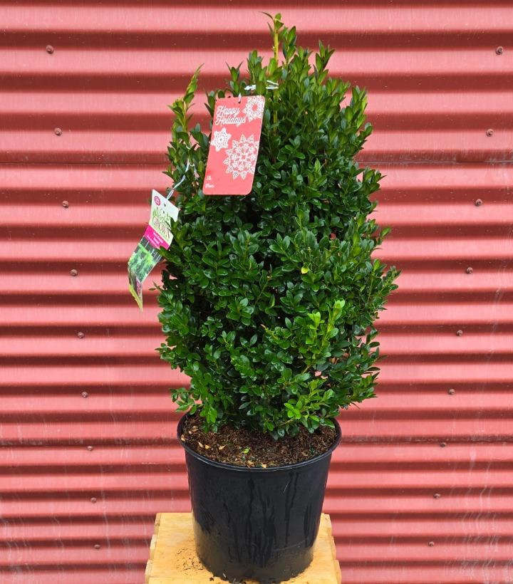 Buxus sempervirens x sinica var. insularis 'Green Mountain' #3