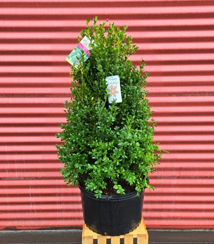 Buxus sempervirens x sinica var. insularis 'Green Mountain' #5