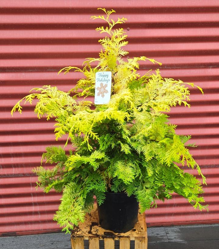 Chamaecyparis obtusa 'Crippsii' #1