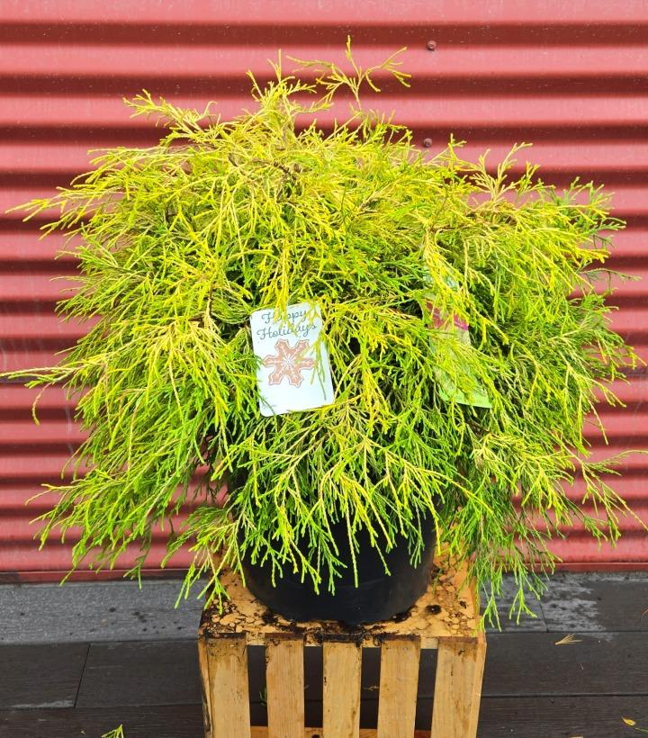 Chamaecyparis pisifera 'Filifera Aurea' #3