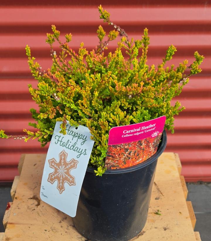 Calluna vulgaris 'Carnival' #1
