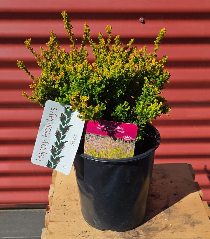 Calluna vulgaris 'Firefly' #1