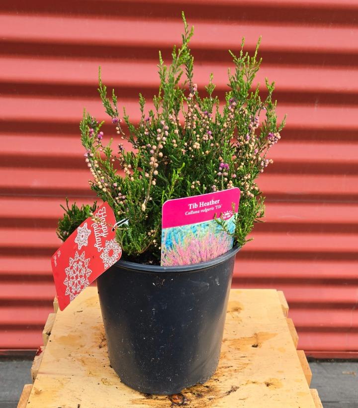 Calluna vulgaris 'Tib' #1