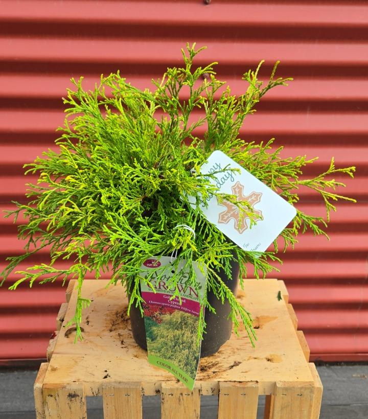 Chamaecyparis pisifera 'Filifera Aurea' #1