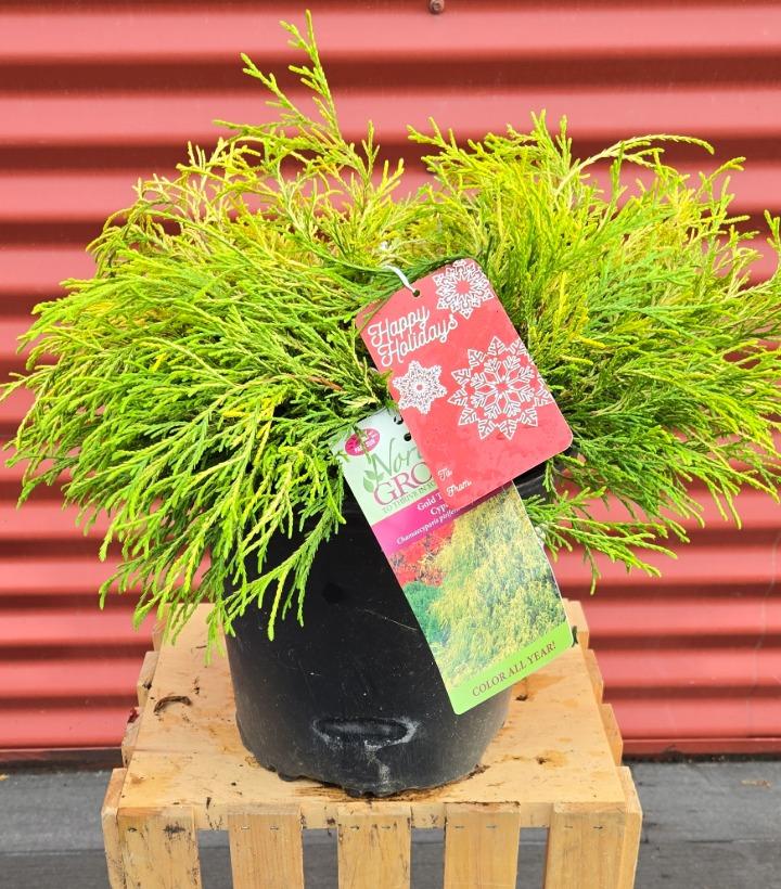Chamaecyparis pisifera 'Filifera Aurea' #2