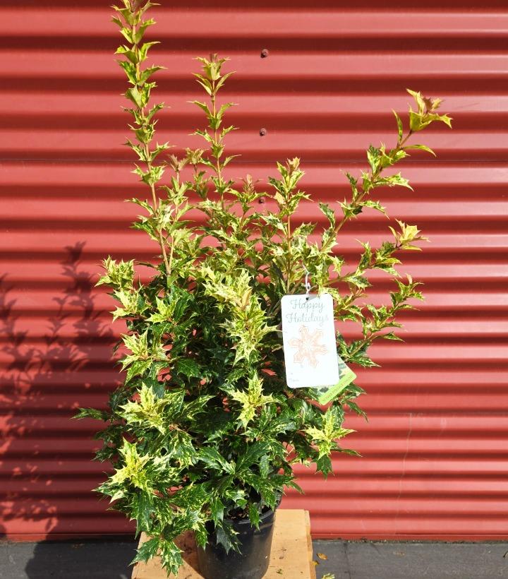Osmanthus heterophyllus 'Goshiki' #1